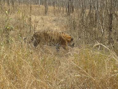 Auf „Tigerjagd“ in einem Naturreservat in Karnataka 